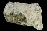 Polished Fossil Stromatolite (Chlorellopsis?) - Wyoming #123430-2